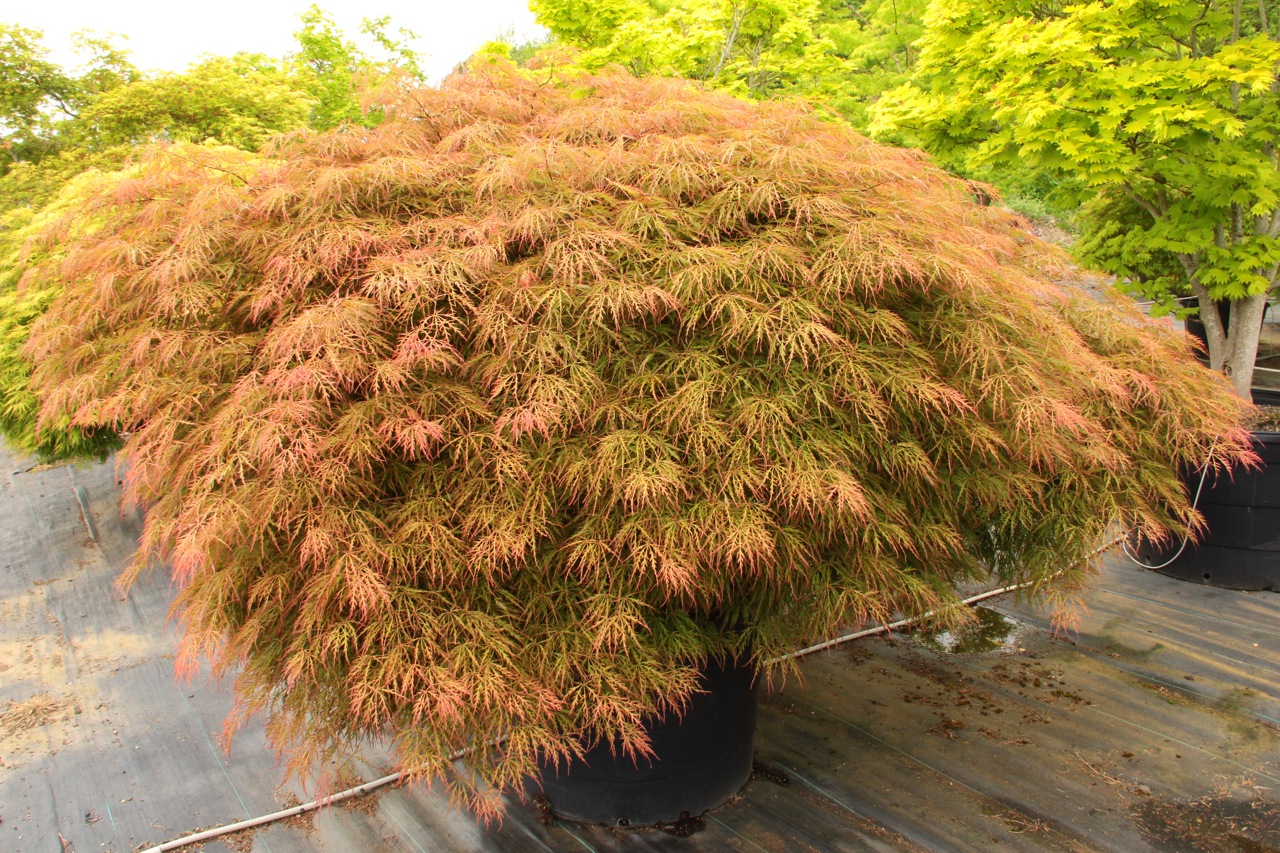 Acer palmatum Otto's Dissectum laceleaf seasonal color