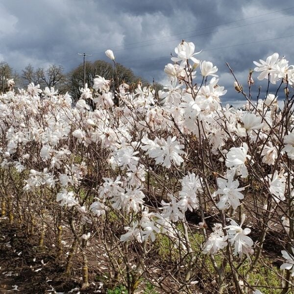 Magnolia stellata 'Royal Star'  Royal Star Magnolia  InstantHedge 10 linear feet
