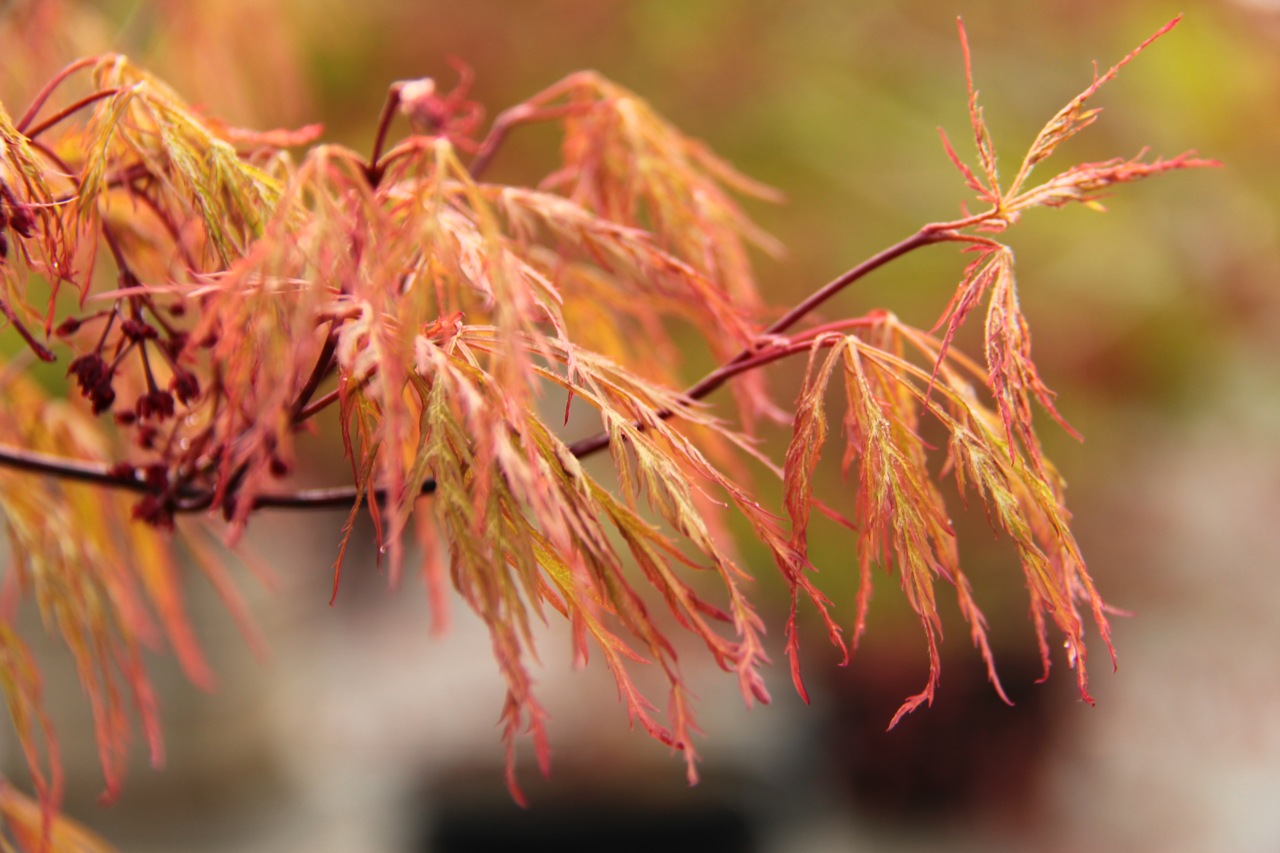 Acer palmatum Baldsmith laceleaf seasonal color