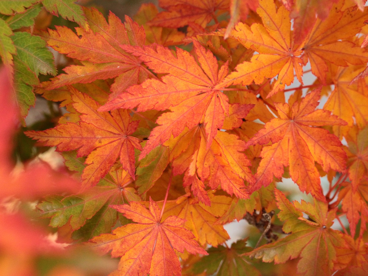 Acer palmatum O jishi Japanese maple broadleaf dwarf green
