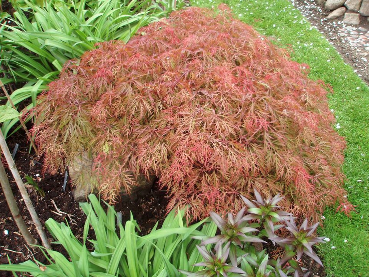 Acer palmatum Baldsmith laceleaf seasonal color
