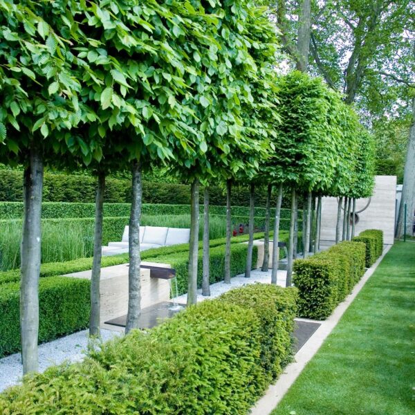 Taxus x media 'Hicksii' in gardens