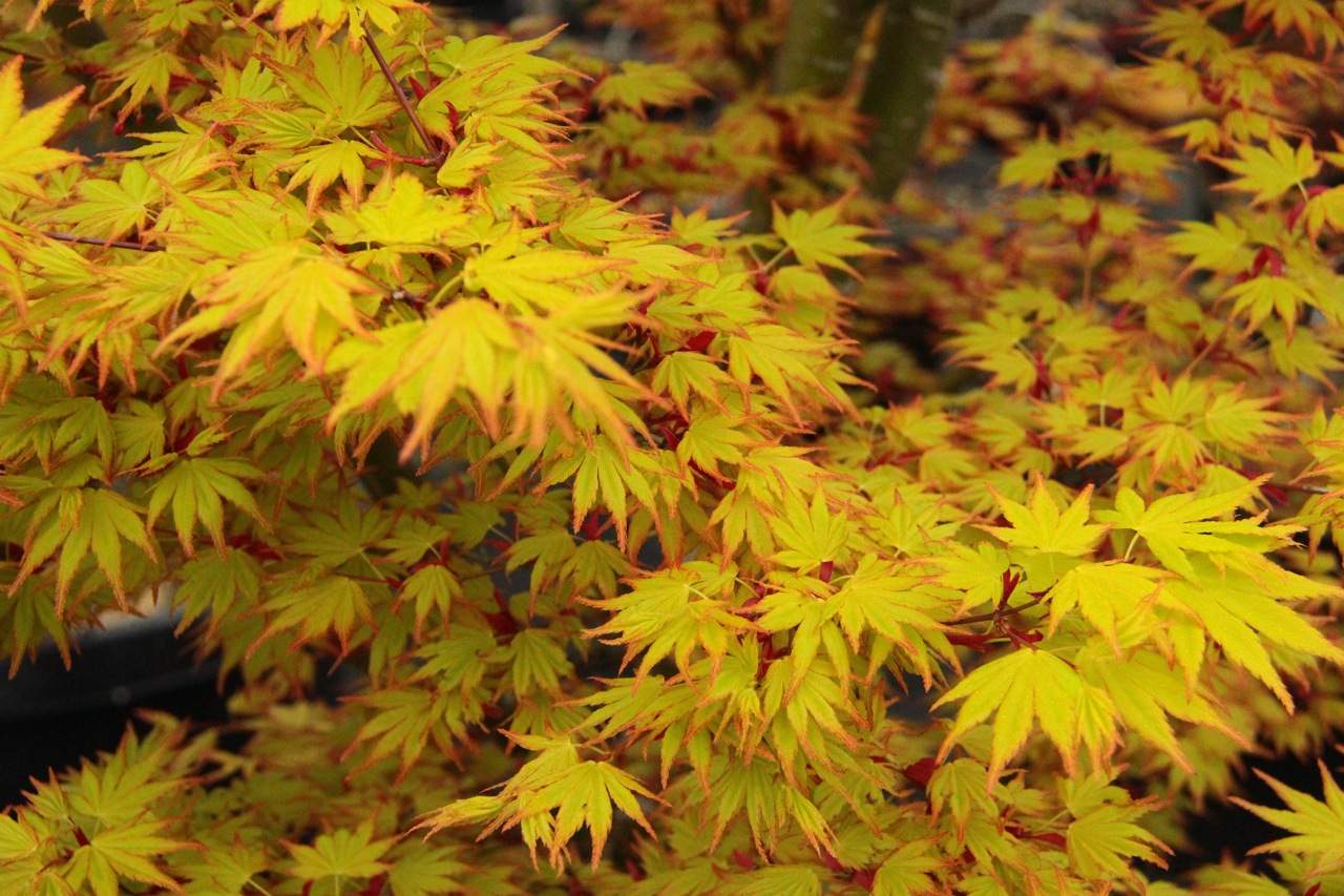 Acer palmatum Orange Dream Japanese maple broadleaf yellow intermediate