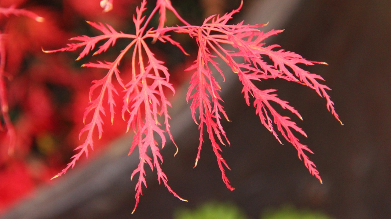 Acer palmatum Watnong laceleaf seasonal color weeping