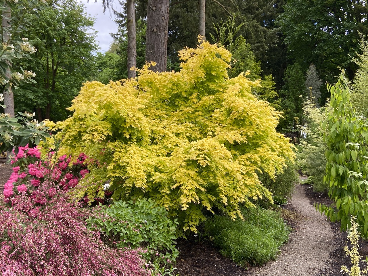 Acer palmatum Orange Dream Japanese maple broadleaf yellow intermediate