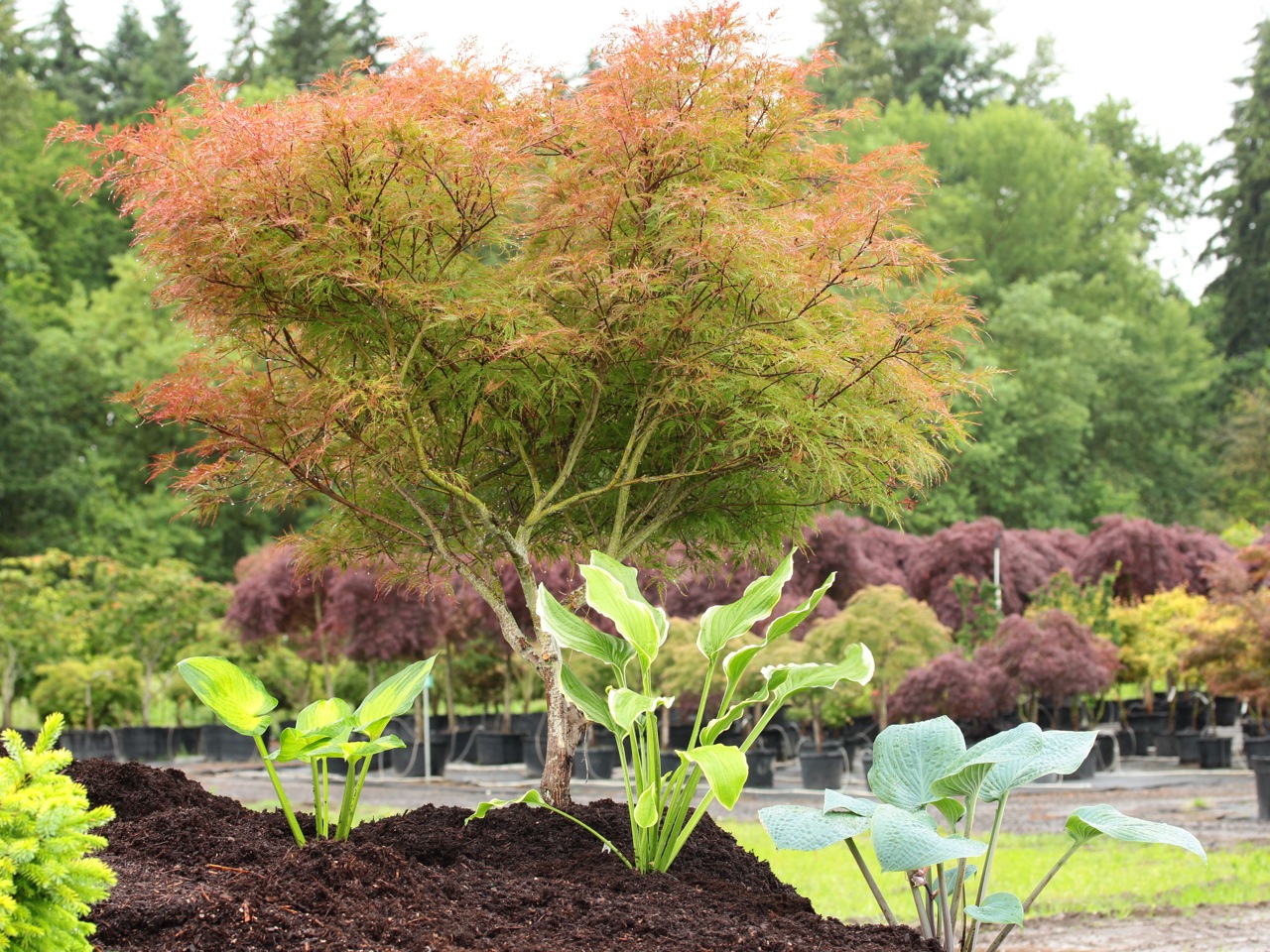 Acer palmatum Watnong laceleaf seasonal color weeping