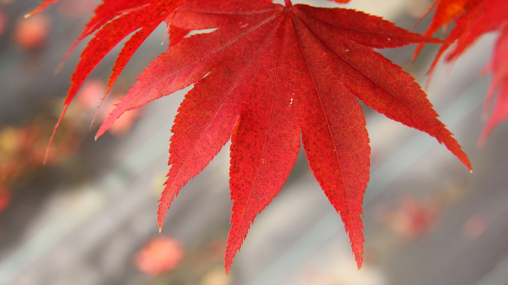 Acer palmatum Osakzuki Japanese maple broadleaf green large
