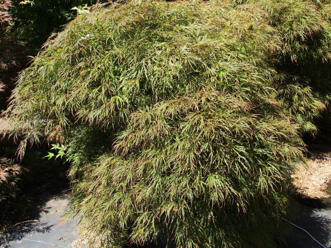 Acer palmatum Toyama nishiki laceleaf color shade