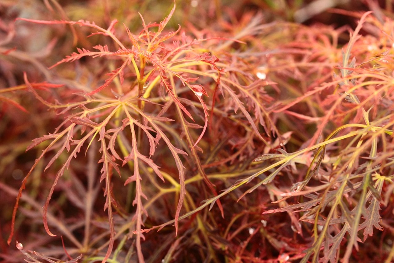 Acer-palmatum-Baby-Lace