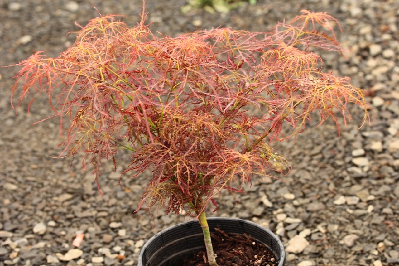 Acer palmatum Baby Lace laceleaf color shade