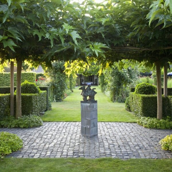 portuguese laurel hedge