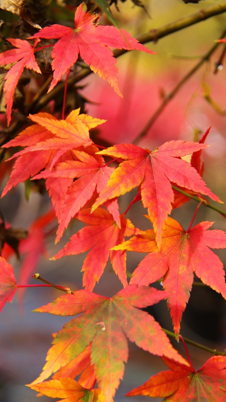 Acer palmatum Jiro shidare laceleaf broadleaf weeping