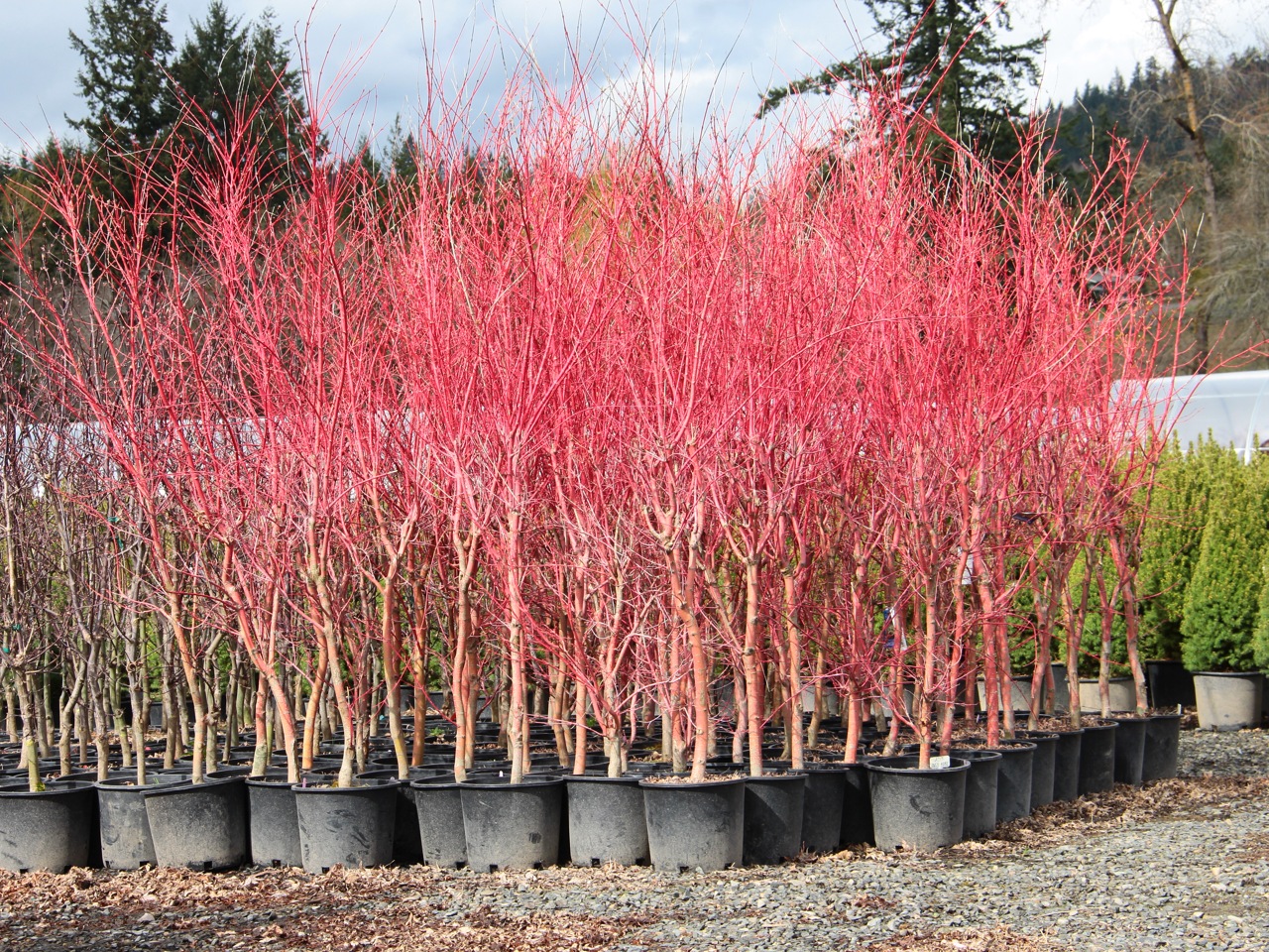 Acer palmatum Sango kaku Coral Bark Maple broadleaf intermediate green