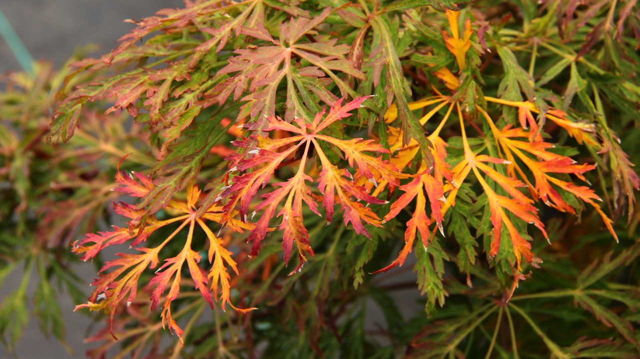Acer japonicum Green Cascade Full Moon Maple laceleaf intermediate green