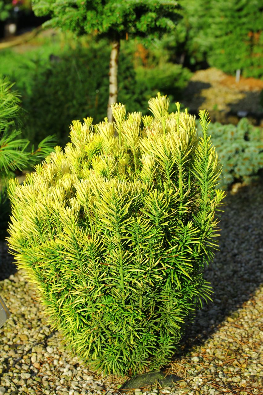 Cephalotaxus harringtonia Korean Gold evergreen needles