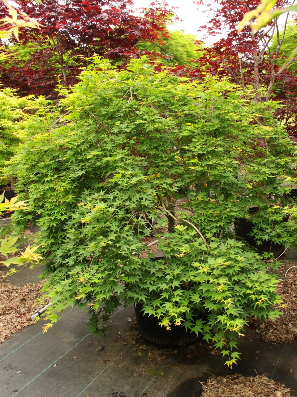Acer palmatum Jiro shidare laceleaf broadleaf weeping