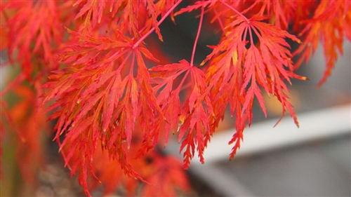 Acer palmatum Seiryu Japanese maple broadleaf intermediate green