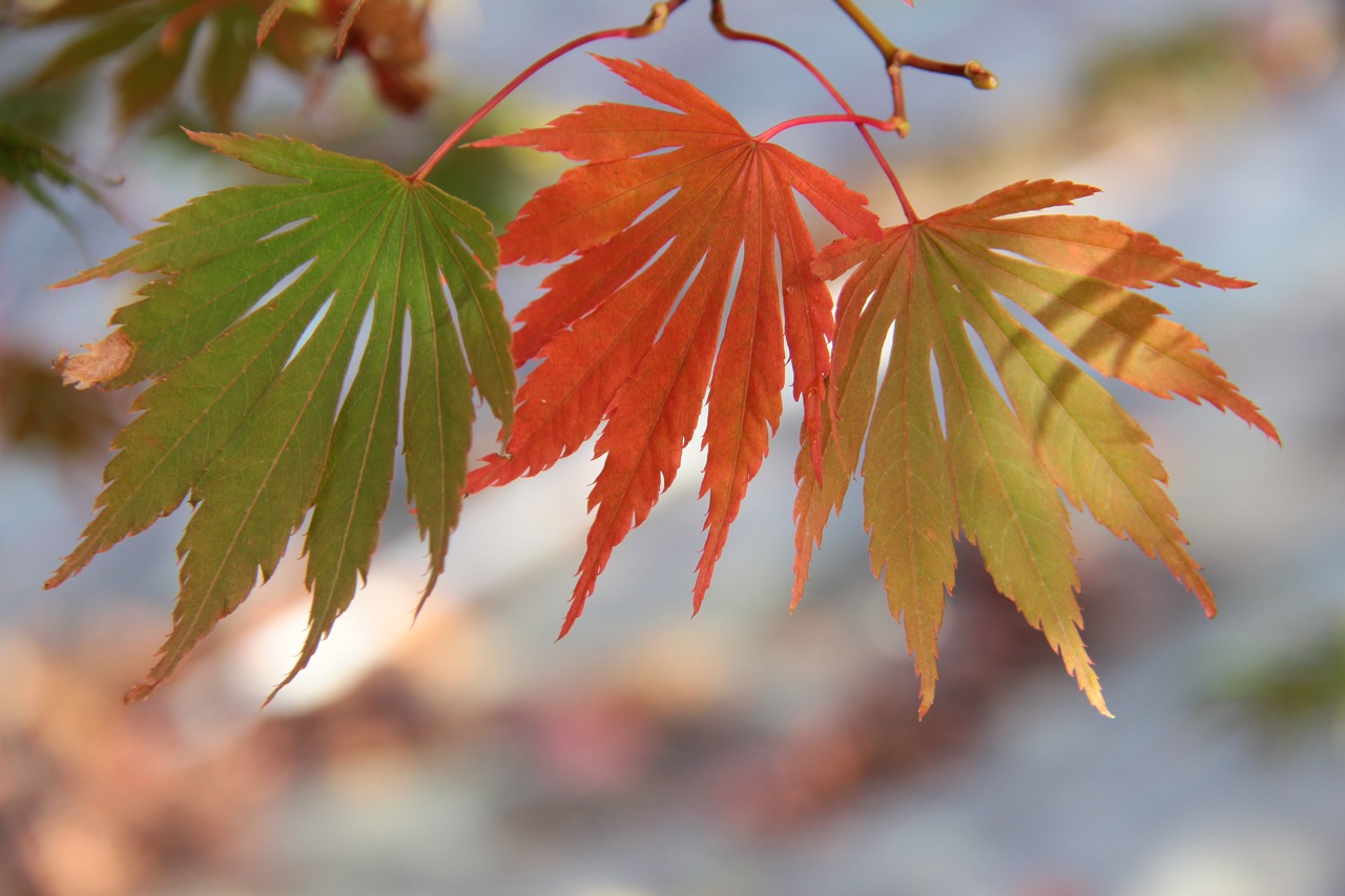 Acer shirawanum Sensu Full Moon Maple broadleaf intermediate green