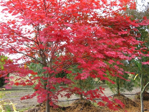 Acer shirawanum Sensu Full Moon Maple broadleaf intermediate green