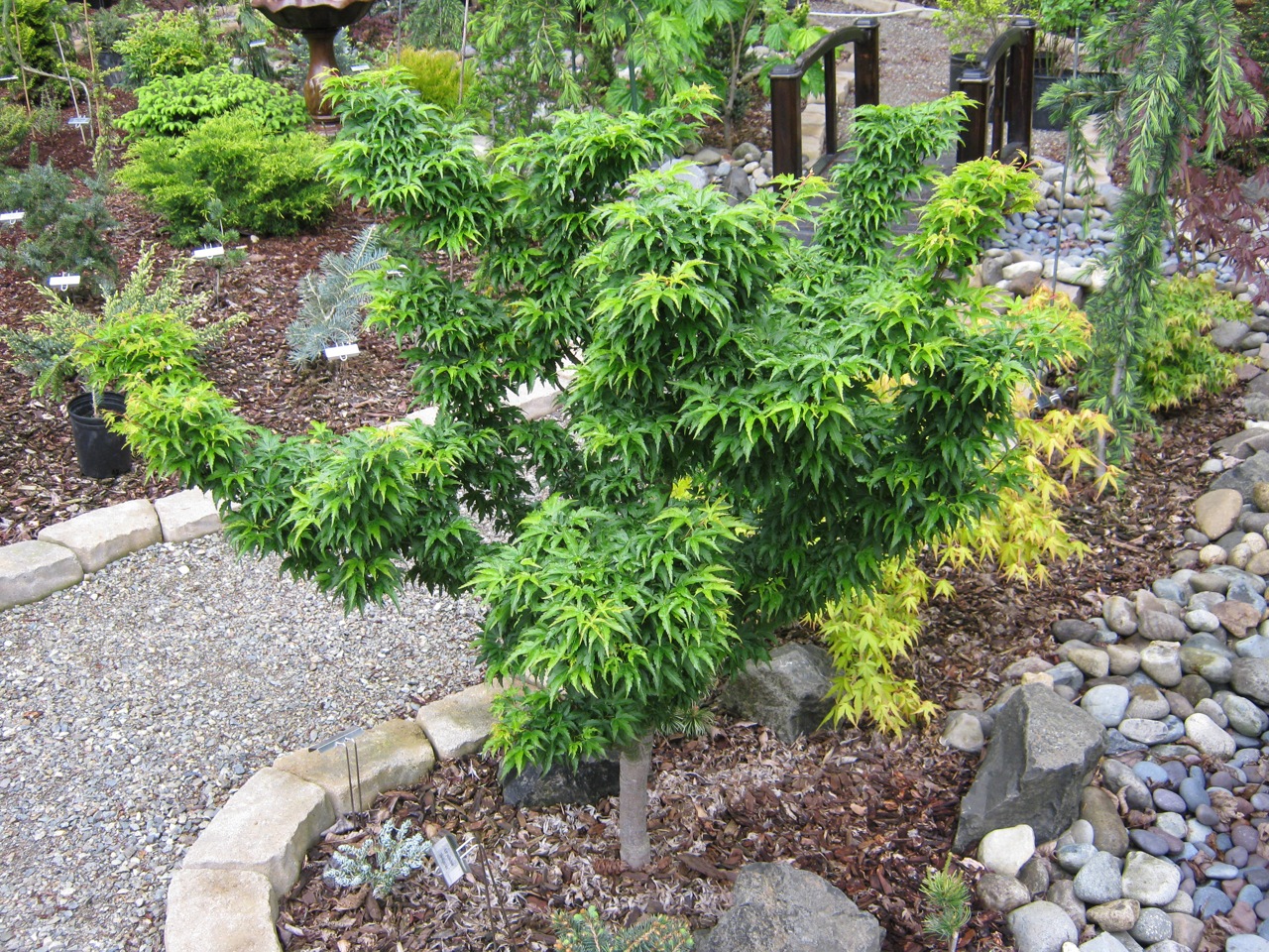 Acer palmatum Shishigashira Japanese maple broadleaf green dwarf