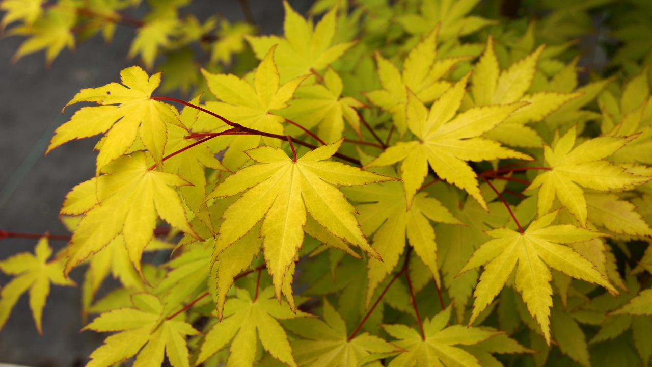 Acer palmatum Summer Gold Japanese maple broadleaf yellow large