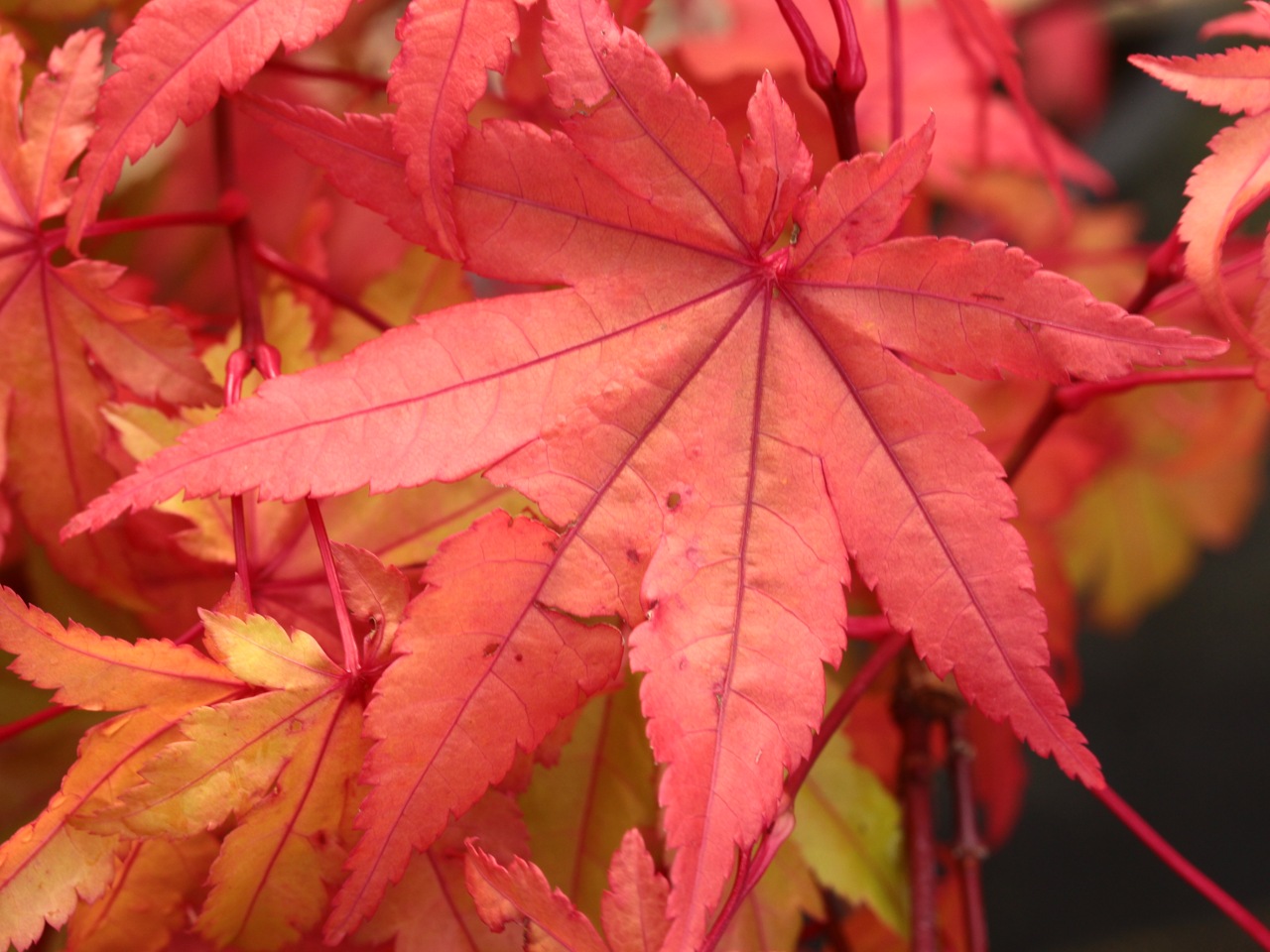 Acer palmatum Summer Gold Japanese maple broadleaf yellow large