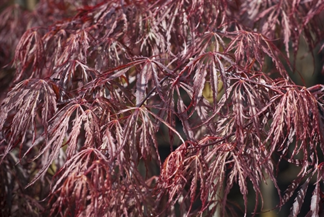 Acer palmatum Tamukeyama Japanese maple laceleaf red intermediate