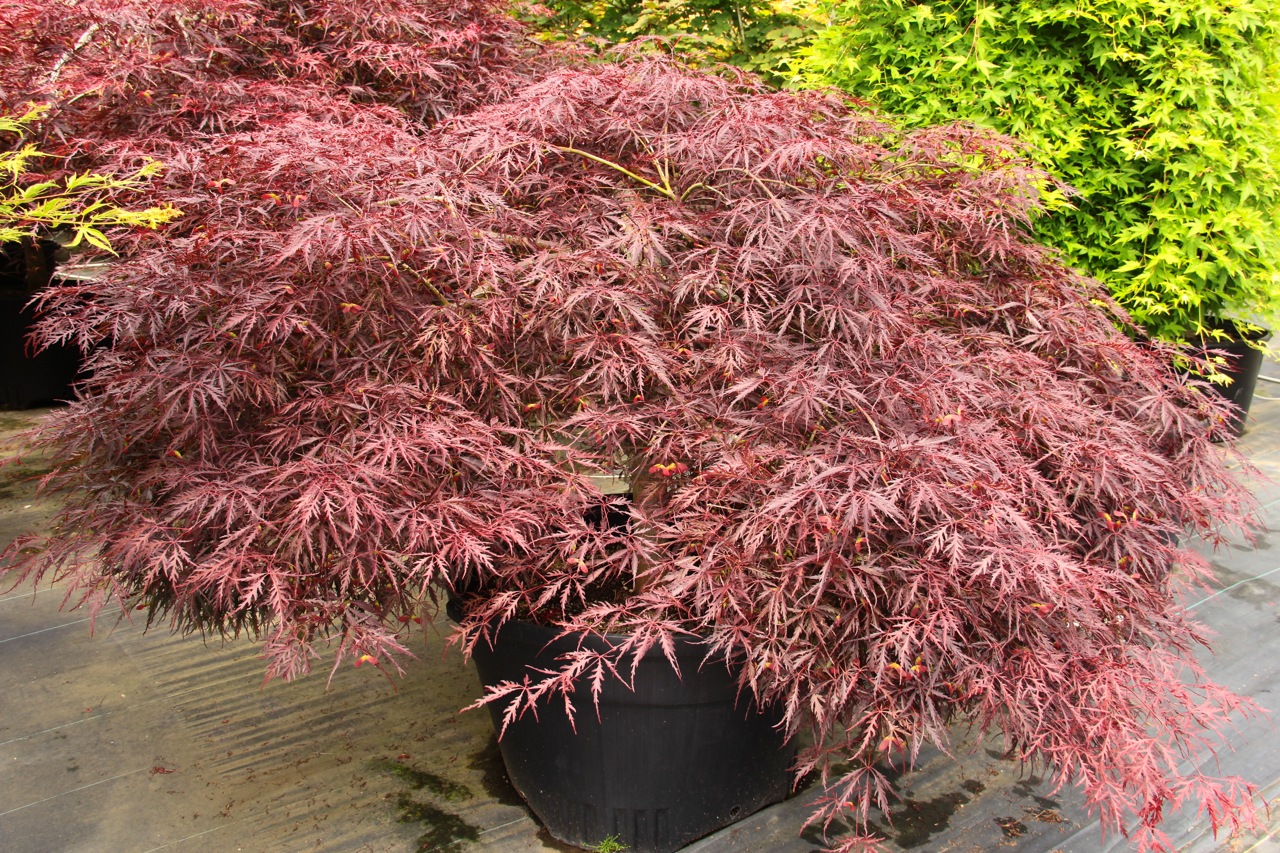 Acer palmatum Tamukeyama Japanese maple laceleaf red intermediate
