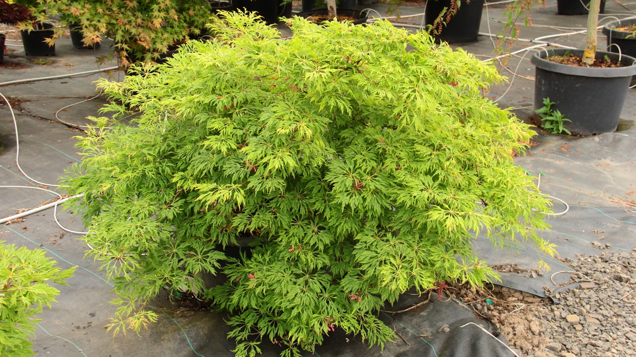 Acer japonicum Green Cascade Full Moon Maple laceleaf intermediate green