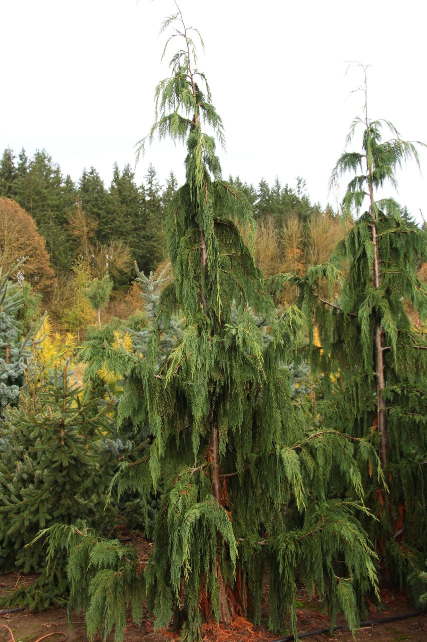 Cupressus nootkatensis Glauca Pendula evergreen weeping