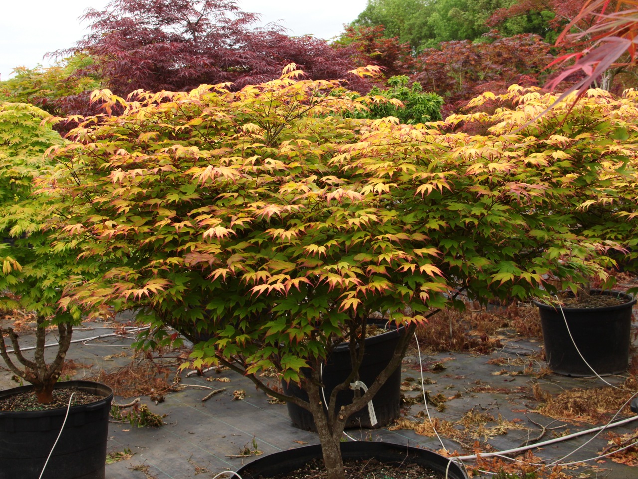 Acer palmatum Tsuma beni Japanese maple broadleaf multicolor dwarf