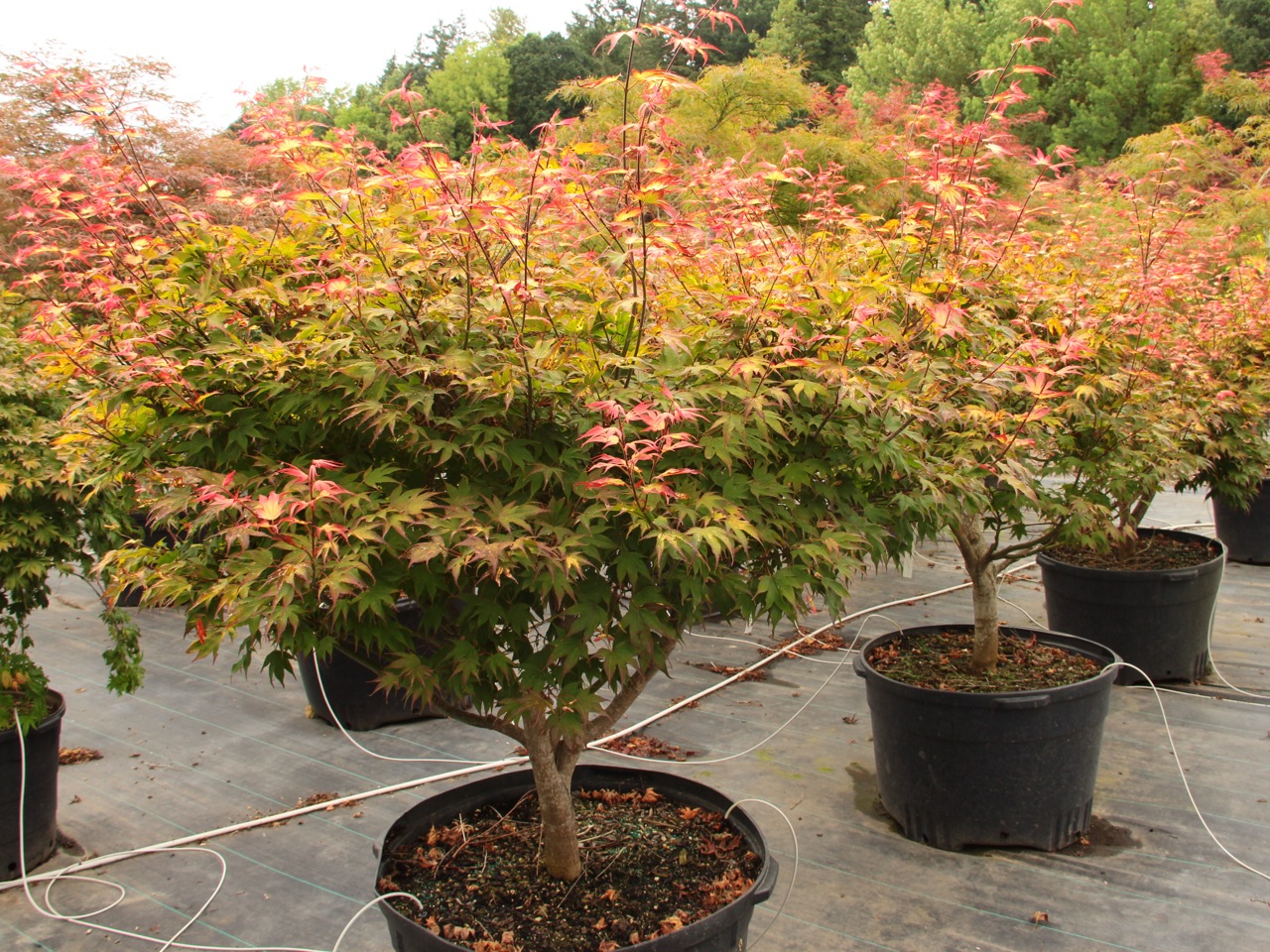 Acer palmatum Tsuma gaki Japanese maple broadleaf multicolor dwarf