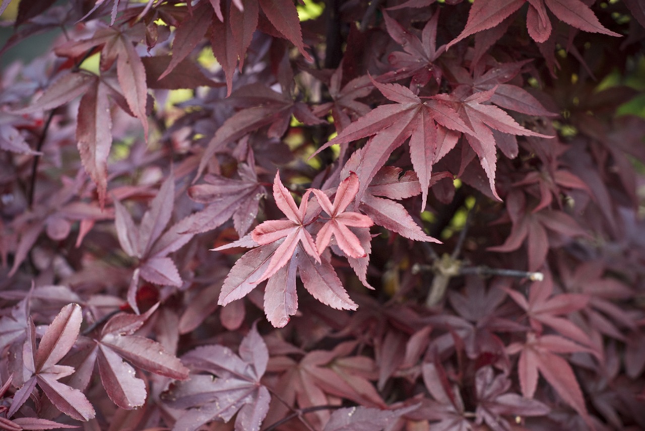 Acer palmatum Twombly's Red Sentinel Japanese maple broadleaf red intermediate