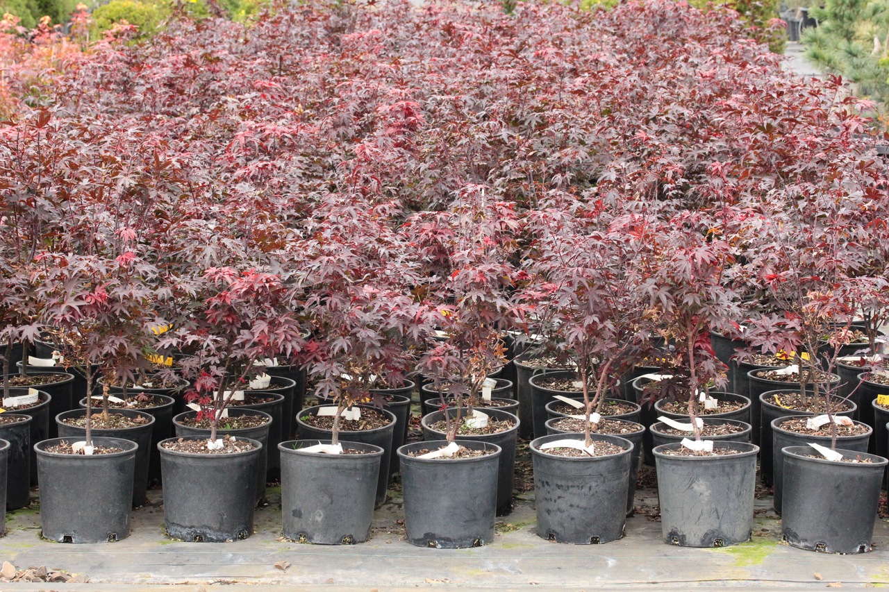 Acer palmatum Twombly's Red Sentinel Japanese maple broadleaf red intermediate