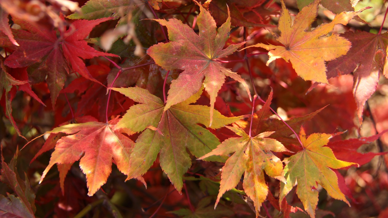 Acer palmatum Aka shigitatsu sawa Japanese maple broadleaf multicolor intermediate