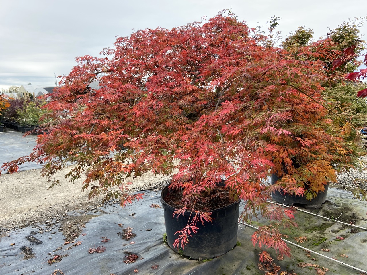 Acer japonium Green Cascade laceleaf green