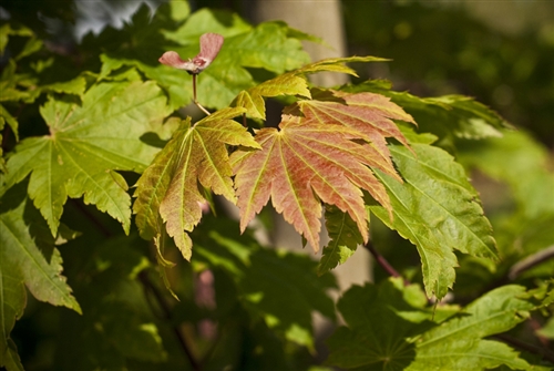 Acer japonicum Vitifolium Full Moon Maple broadleaf intermediate green