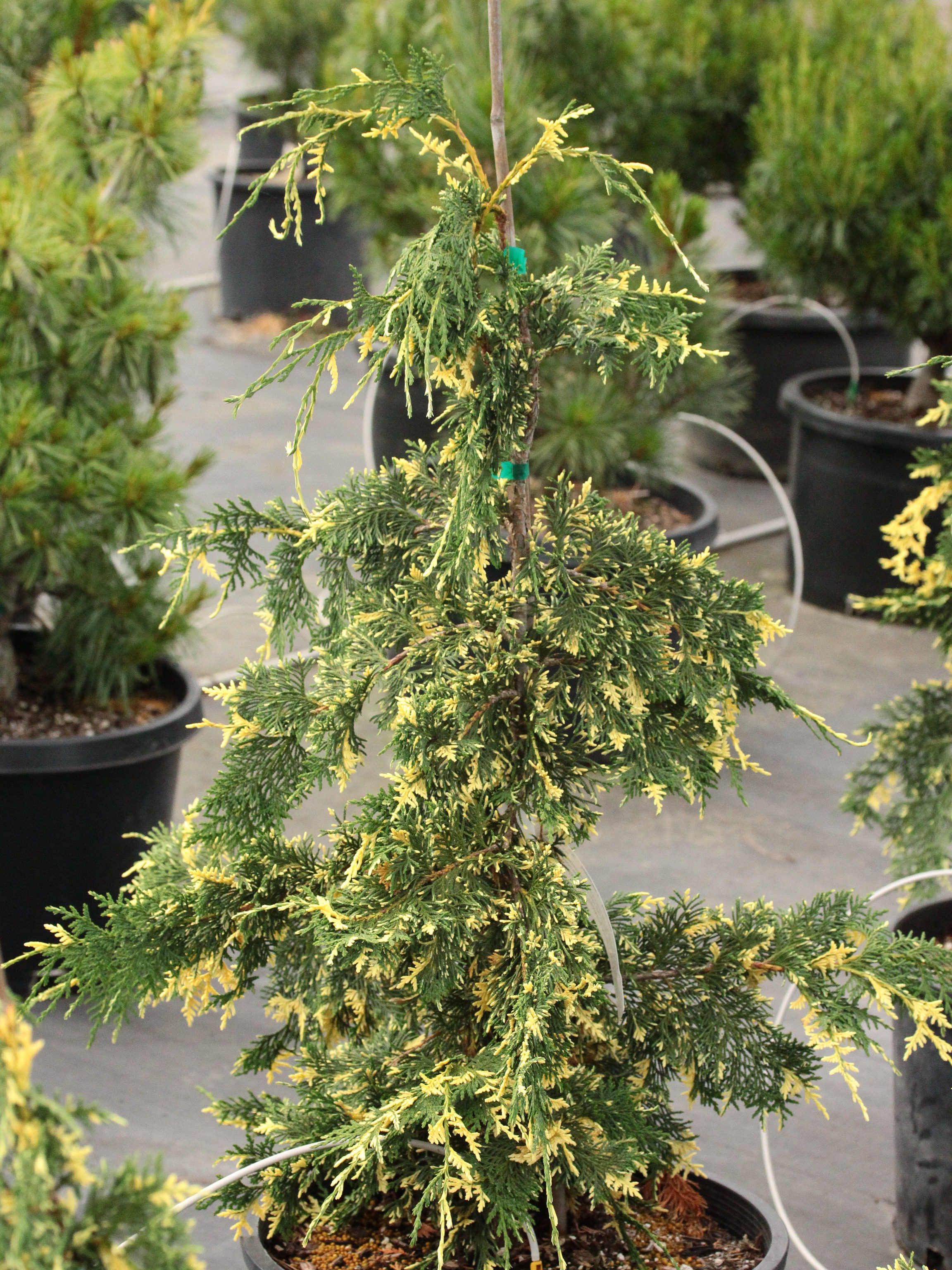 Cupressus nootkatensis Sparkling Arrow variegated evergreen weeping