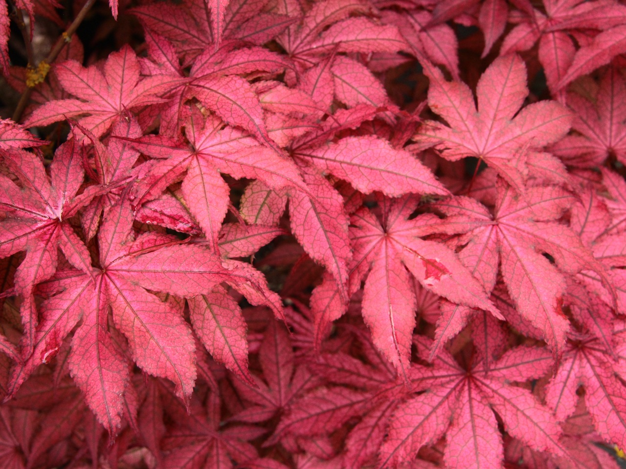 Acer palmatum Amagi shigure Japanese maple broadleaf red dwarf