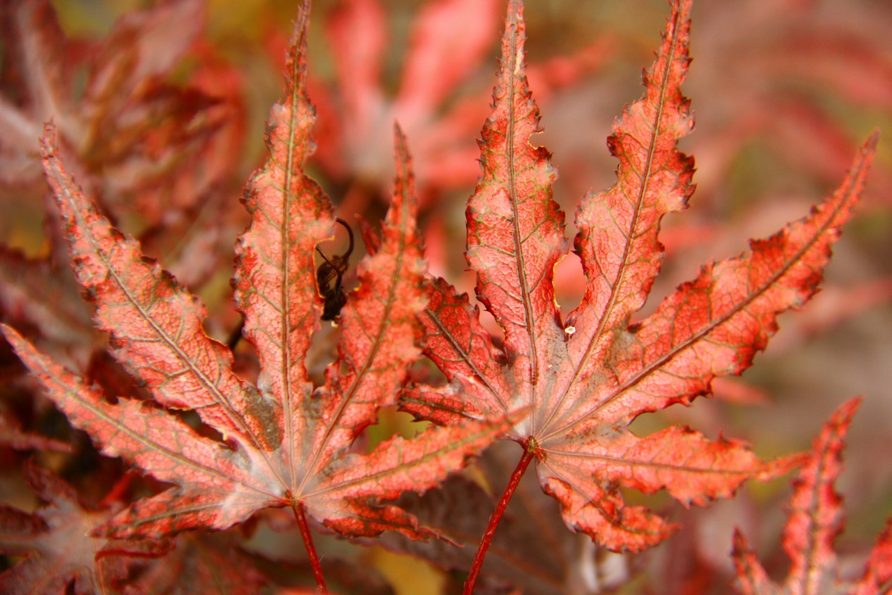 Acer palmatum Amagi shigure Japanese maple broadleaf red dwarf