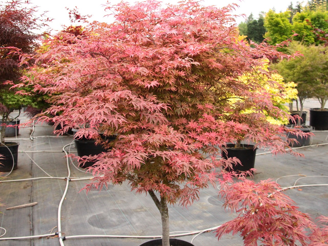 Acer palmatum Geisha Gone Wild Japanese maple broadleaf multicolor intermediate