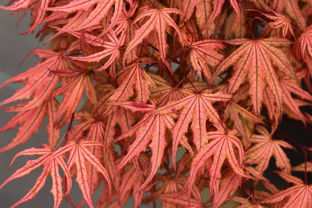 Acer palmatum Olsen's Frosted Strawberry Japanese maple broadleaf multicolor dwarf