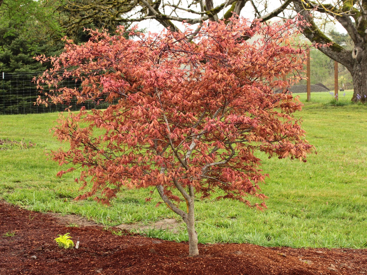 Acer palmatum Olsen's Frosted Strawberry Japanese maple broadleaf multicolor dwarf