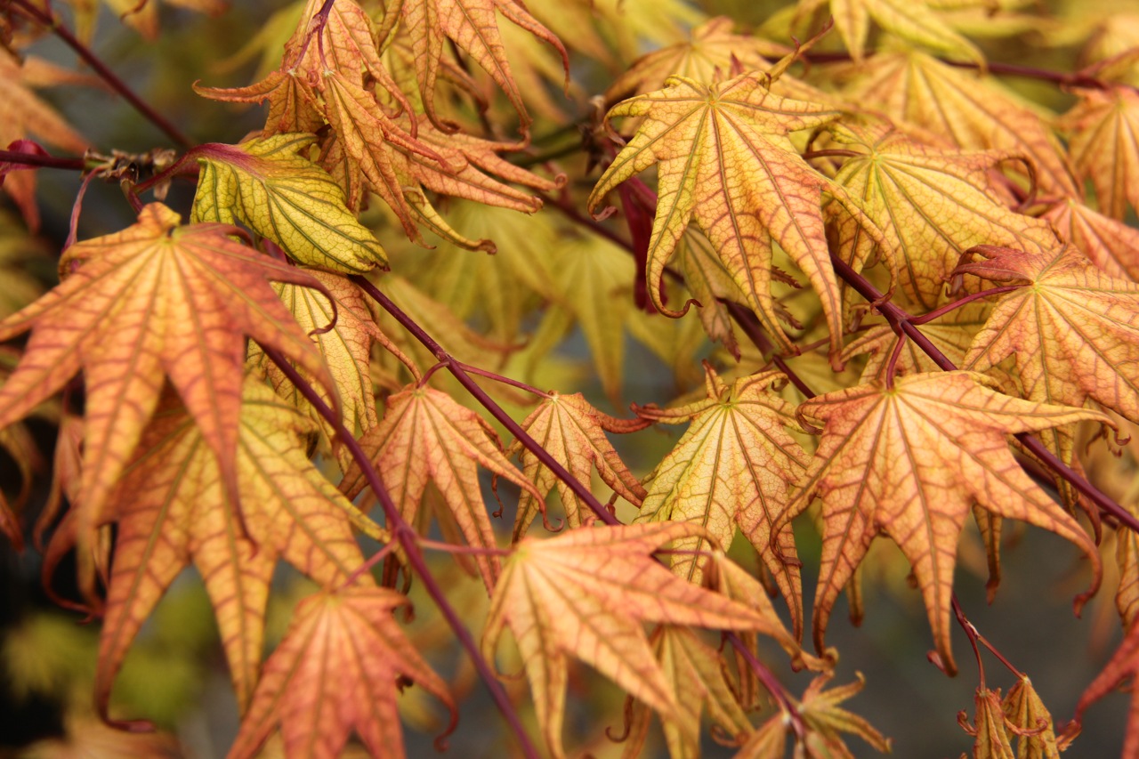 Acer palmatum Peaches and Cream Japanese maple broadleaf multicolor intermediate