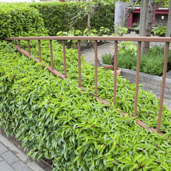 portuguese laurel growth rate