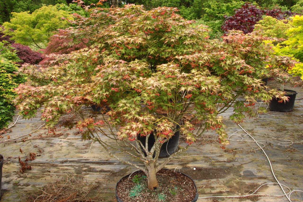 Acer palmatum Peaches and Cream Japanese maple broadleaf multicolor intermediate