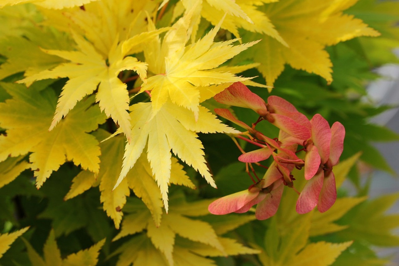 Acer shirasawanum Jordan Japanese maple broadleaf yellow large