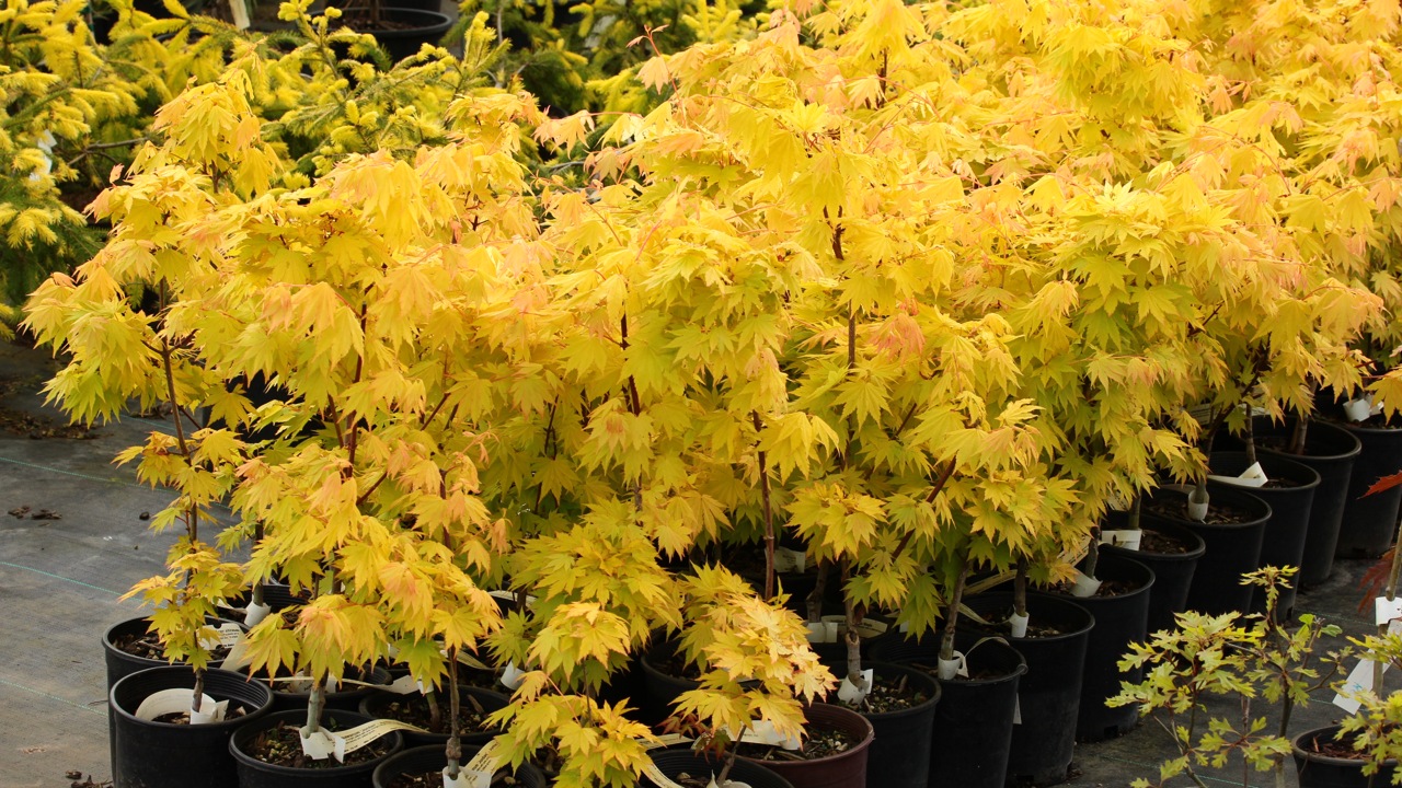 Acer shirasawanum Jordan Japanese maple broadleaf yellow large