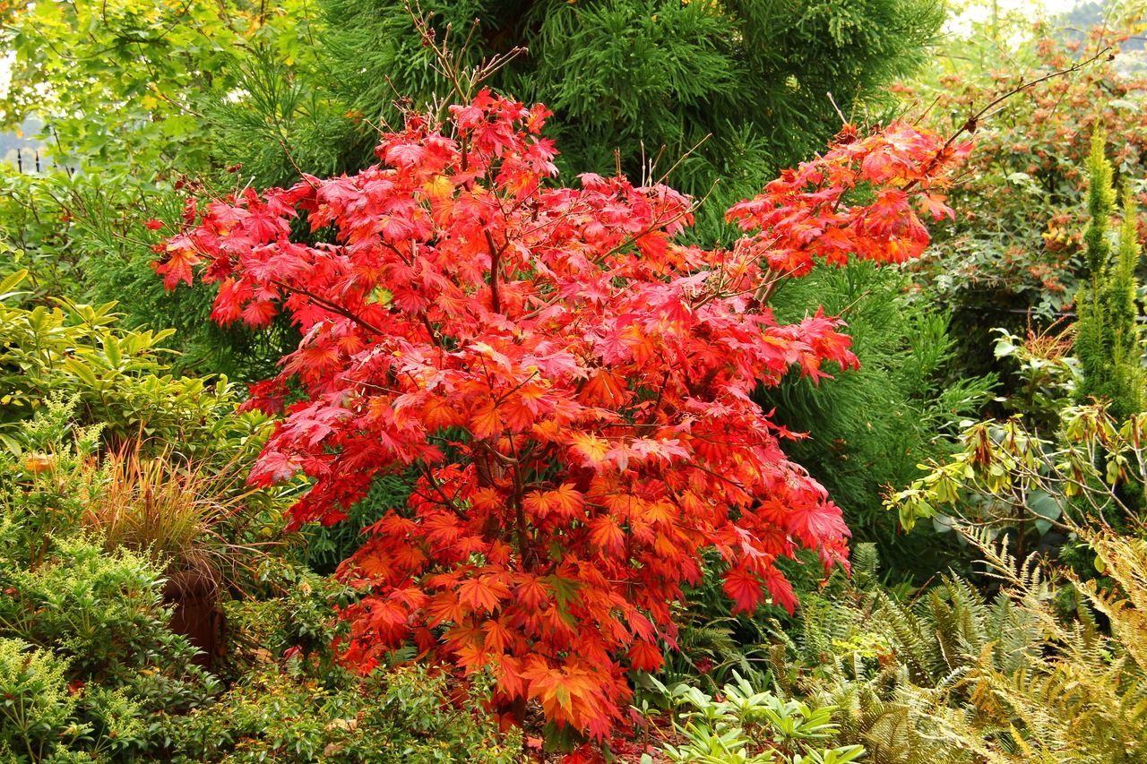Acer japonicum Vitifolium Full Moon Maple broadleaf intermediate green