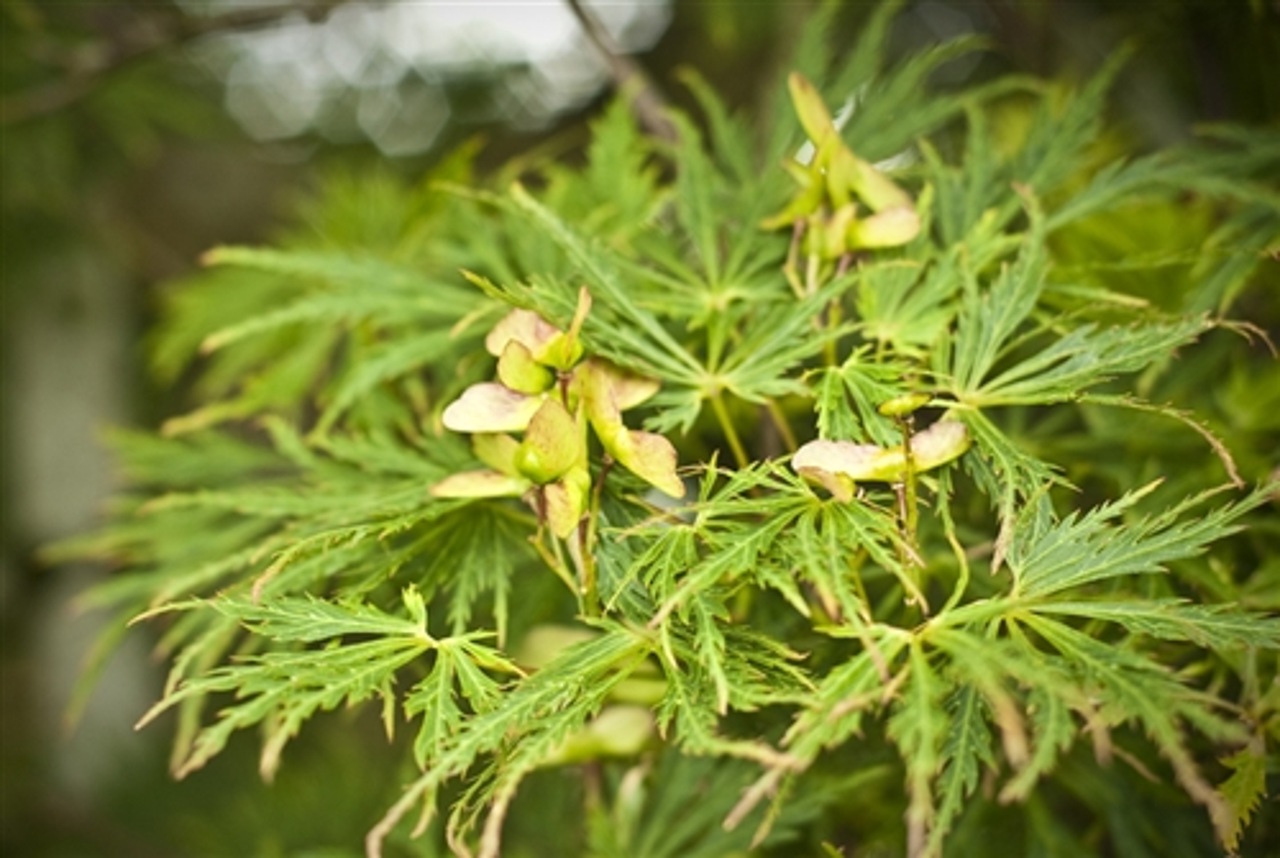 Acer shirasawanum Green Snowflake laceleaf green fall color